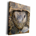 3dRose Taiche Photography - Reptiles Tortoises - Museum Grade Canvas Wrap (cw_17658)