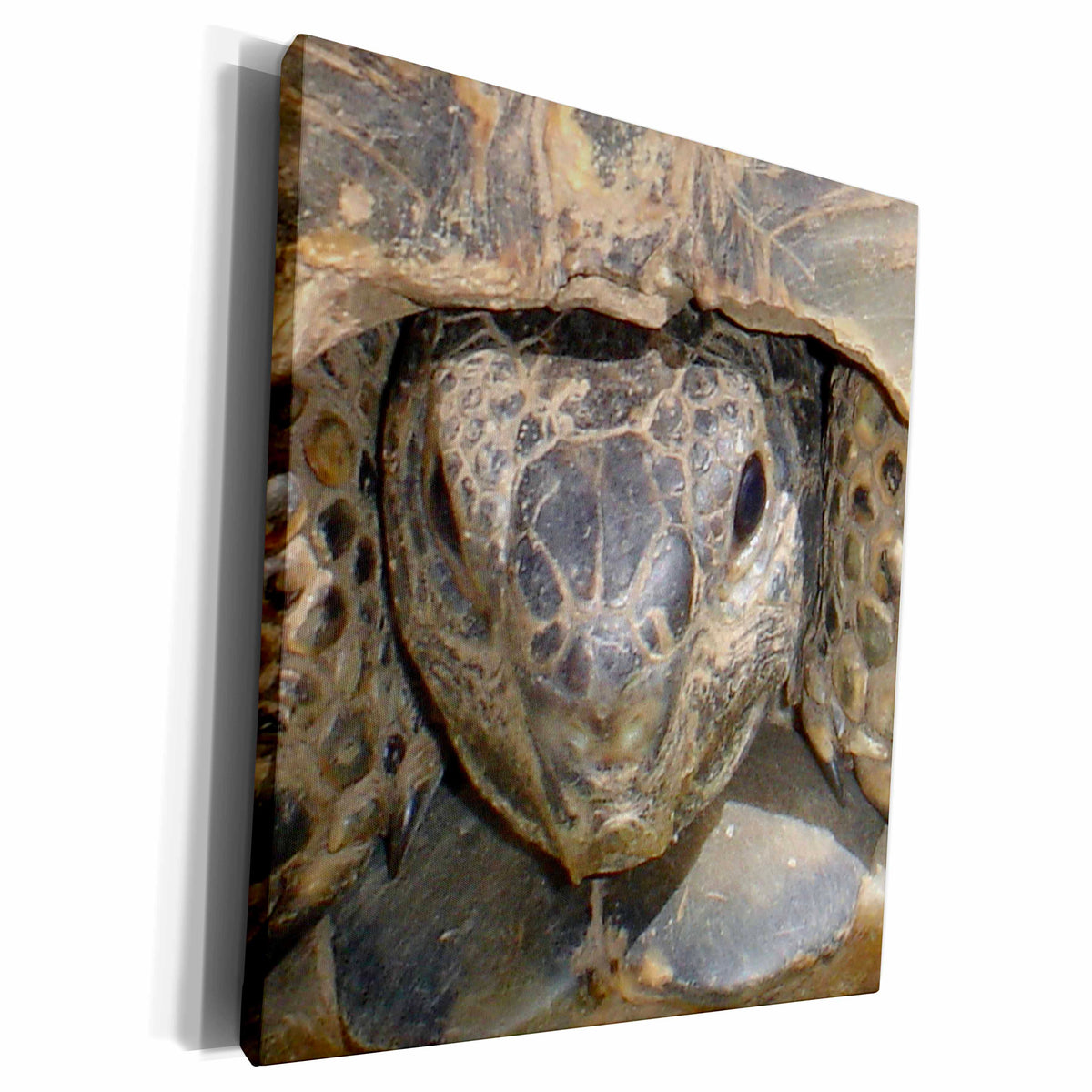 3dRose Taiche Photography - Reptiles Tortoises - Museum Grade Canvas Wrap (cw_17658)
