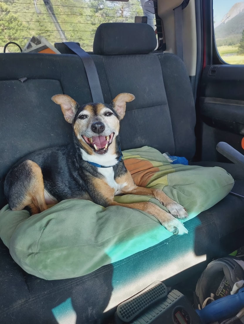 Happy dog relaxing on a bed in the car teaser video
